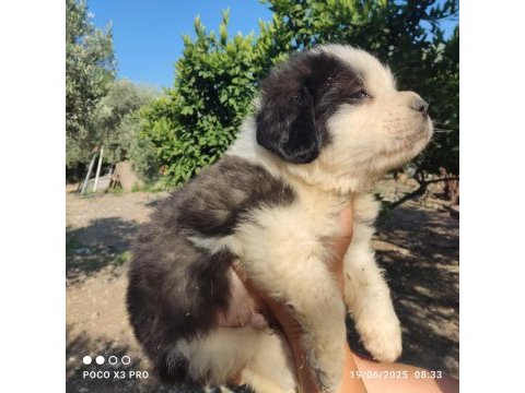 Dünya tatlısı benim st bernard oğlum