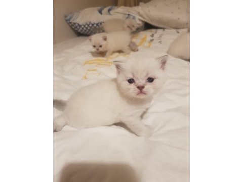 Prens ve prenses british longhair