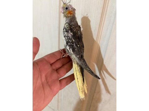 40 günlük el besleme bebek sultan papağanı