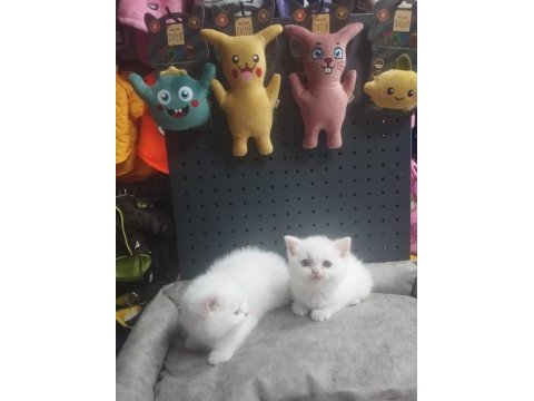 Dişi erkek karbeyaz safkan british shorthair