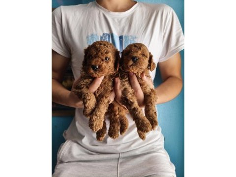 Toy poodle red brown