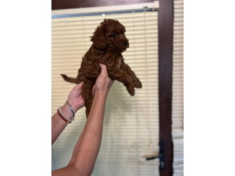 Irk sağlık garantili toy poodle yavrular