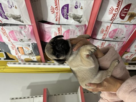 Aşılı erkek pug yavru köpeğimiz