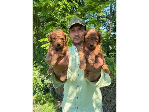 Toy poodle yavrularımız bir birinden güzel