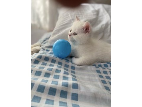 2 aylık british longhair erkek