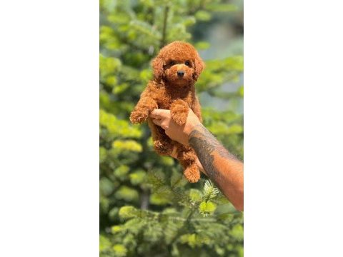 Ankaranın en gözde maltipoo yavruları