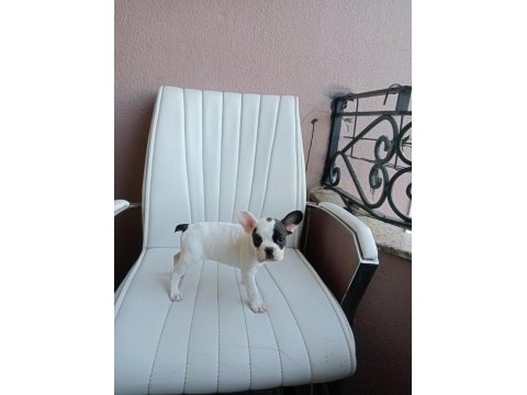 Orjinal french bulldog merle yavrumuz