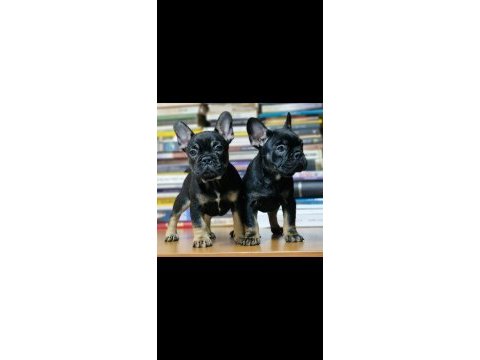1 dişi ve 1 erkek izmir 60 günlükler french bulldog