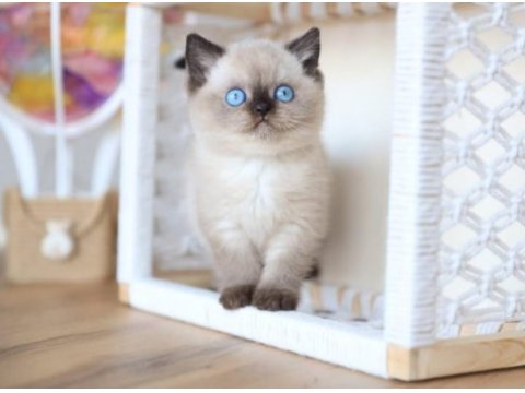 En nadide çikolata point british shorthair 