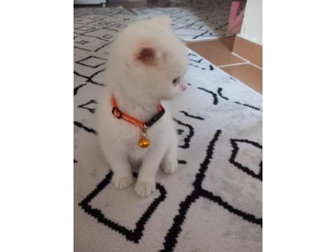 Beyaz scottish fold