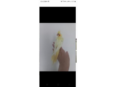 Full evcil lutino sultan papağanı yavrusu