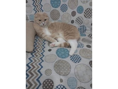 4 yaşında erkek scottish fold
