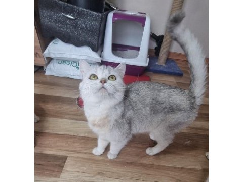 Ücretsiz sahiplendirme kedimiz