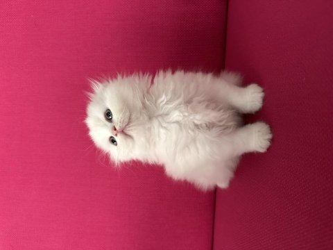 2 adet beyaz scottish fold 40 günlük