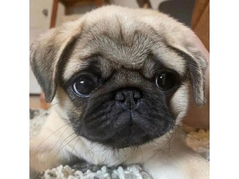Pug mops 55 65 günlük erkek dişi yavrular