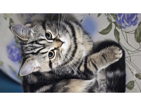 3 aylık dişi british shorthair