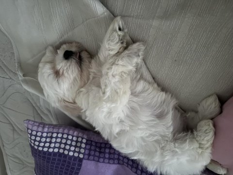 Acilen terrier köpeğime yuva
