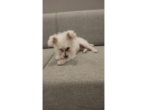 7 aylık çipi var gayet sağlıklı köpeğimiz