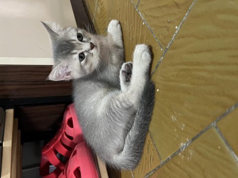 Acil sahiplendirme british longhair kedisi