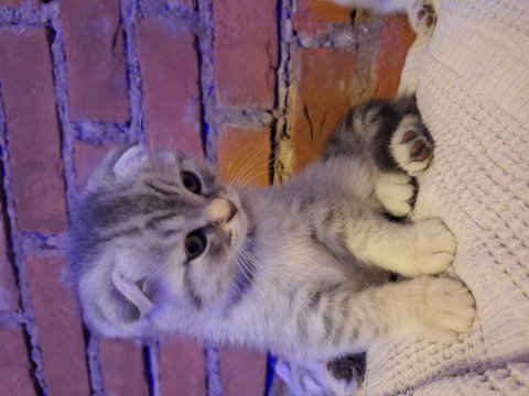 Saf kan scottish fold