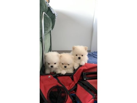Üst kalite teddy bear pomeranian yavrular