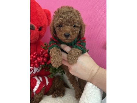 Red brown toy poodle yavrular