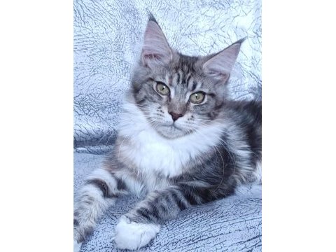 Xxl dev maine coon iri kan hattı