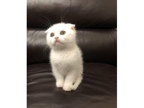 Safkan scottish fold