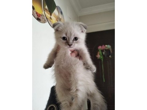 3 adet bluepoint maviş scottish fold gözler