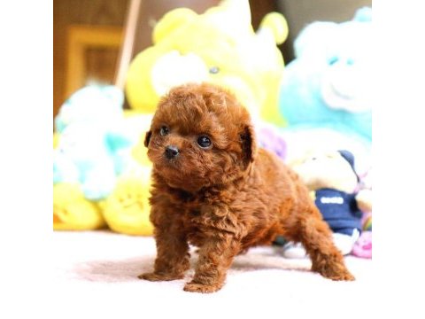 Toy poodle yavrularım