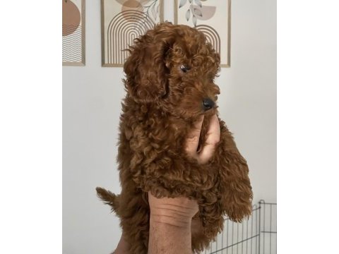 Dişi-erkek toy poodle yavrularımız 