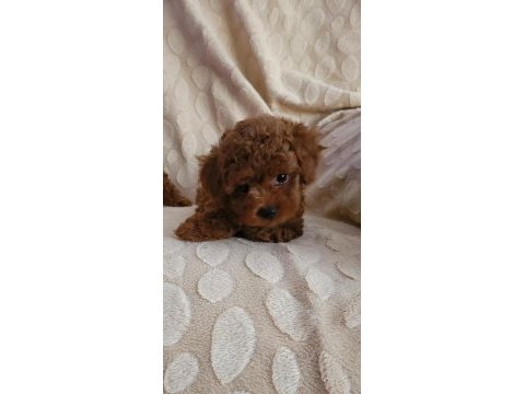 Red brown kore toy poodle dişi