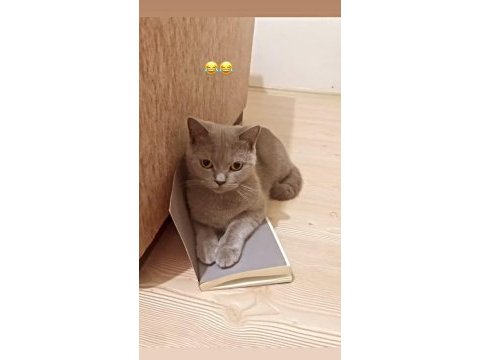 British shorthair gri 2 yaşında dişi