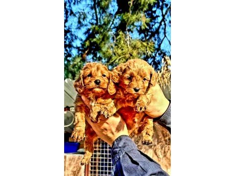 Maltipoo yavrularımız yeni yuvalarına gitmeye hazır