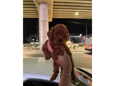 Kore kan toy poodle bebekler