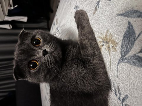 Scottish fold 3 yaşında dişi