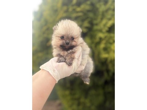 Pomeranian boo yavrularımız
