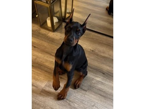 Her eve şart doberman