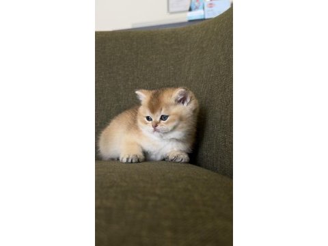Golden british shorthair kadıköy