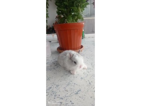 Cüce tavşanımız (nedherland dwarf)