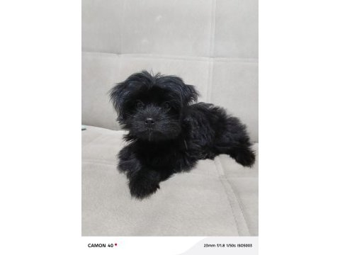 Black shih tzu