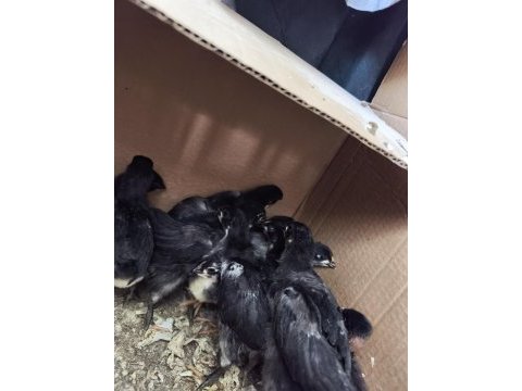 Safkan kaliteli astrolop yavrular