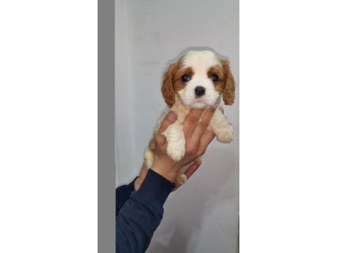 Orjinal cavalier king charles yavrularımız