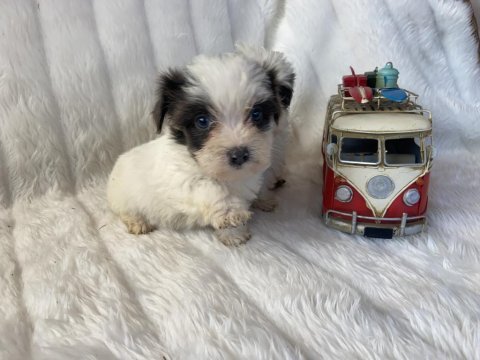 Morkie renkli gözlü dişi yavrularımız