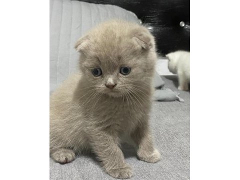 Scottish fold kedimiz