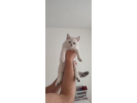 Dişi british shorthair blue point ve silver tabby