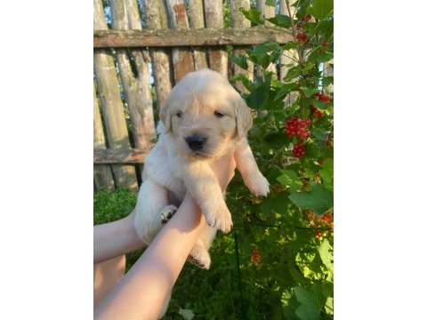 Golden retriever yavrular için ulaşabilirsiniz