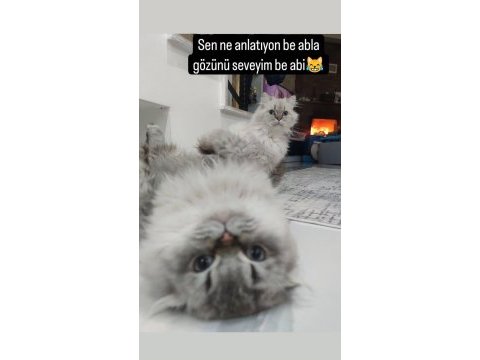 Mama karşılığı british longhair silver point