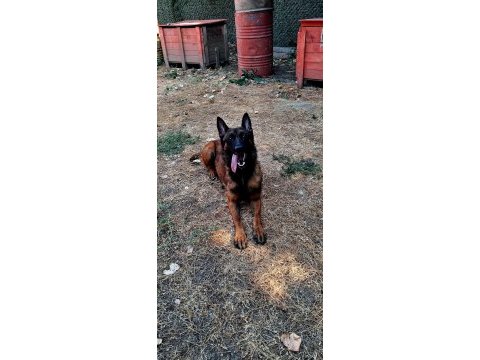 Rezerveye acık safkan belçika malinois yavrular