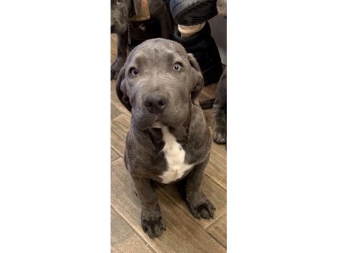 Cane corso blue erkek yavrumuz